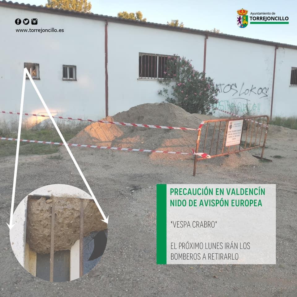 Imagen NIDO DE AVISPÓN EUROPEO EN VALDENCÍN